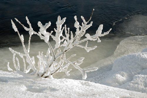 Снежный корал