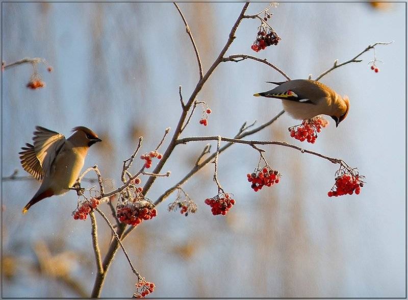 зима, мороз, иней, рябина, свиристели, Partner (Андрей Алексеев)
