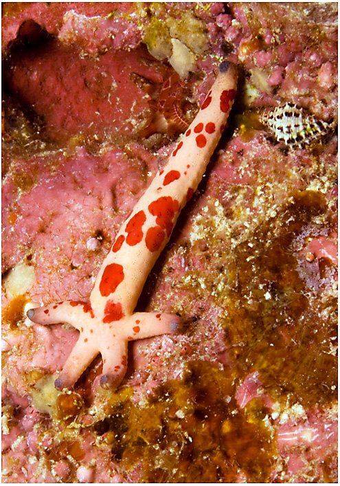 , Сергей Шанин