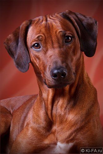 Собачий гламур