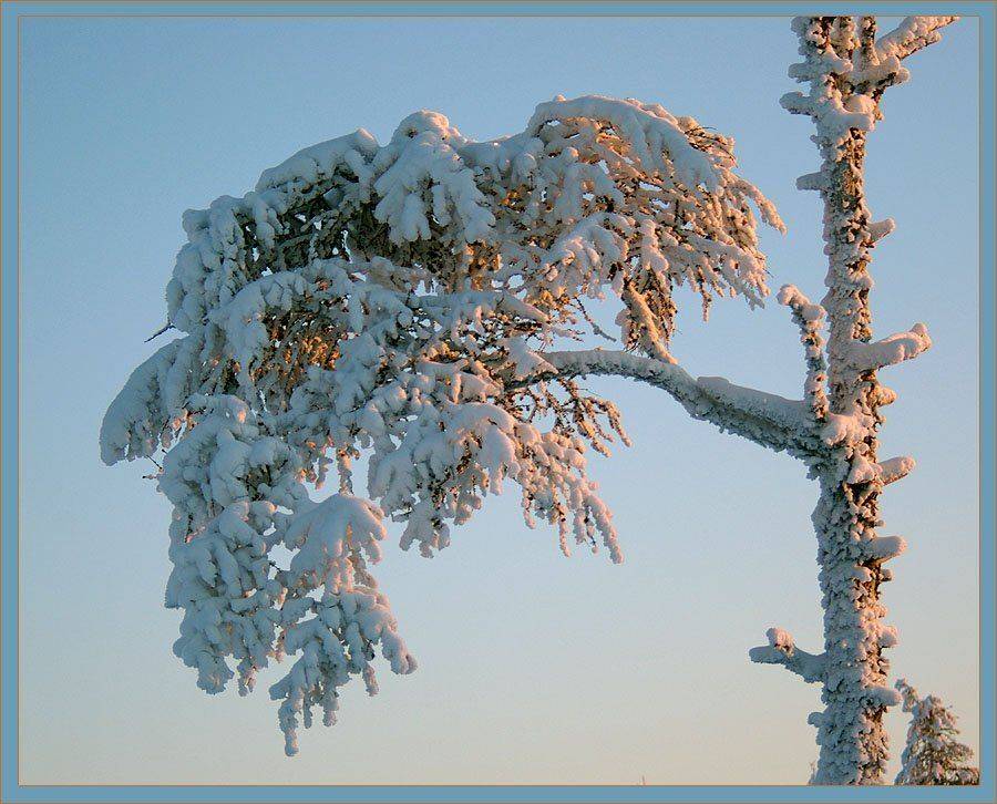 ветка,лиственница, Солодухин Виктор