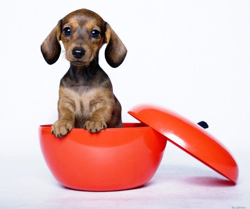 * P i p i t o * фото превью