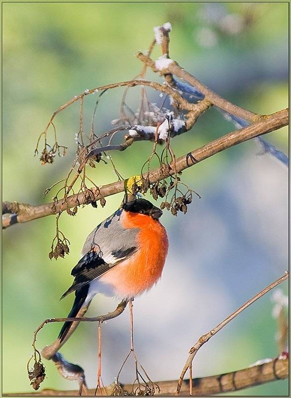 зима, мороз, снегирь, рябина, Partner (Андрей Алексеев)