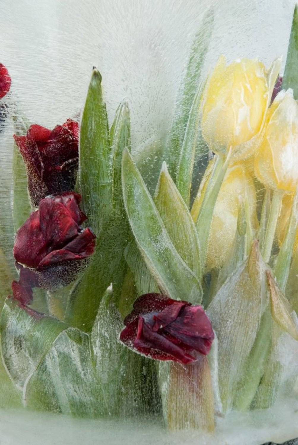 натюрморт, цветы,, Sergey Tarba