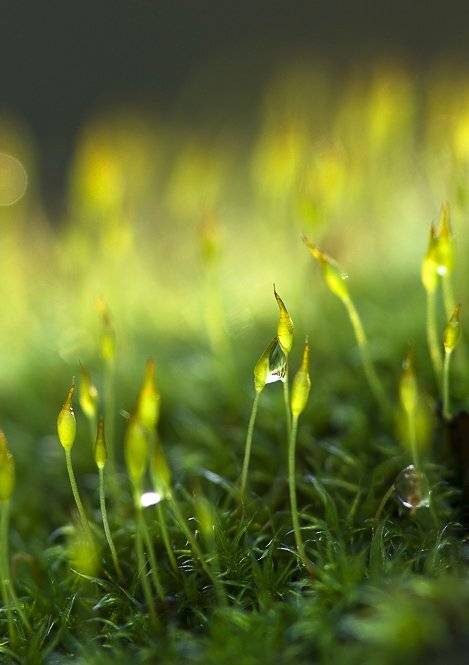 мох, роса, Юлия