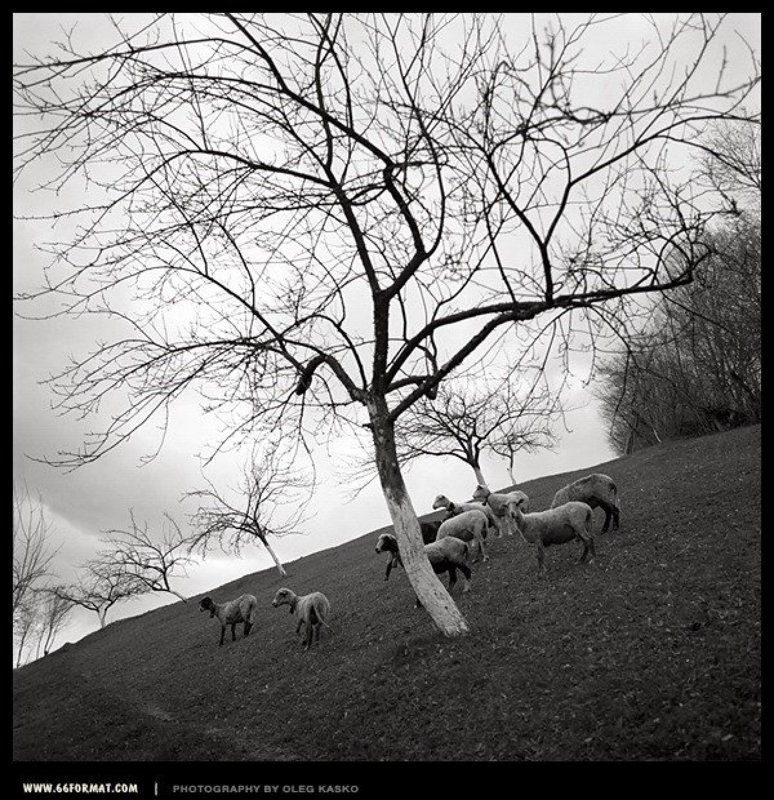 travel, hasselblad, bw, чб, 6x6, mformat Овцы. Закарпатье. фото превью