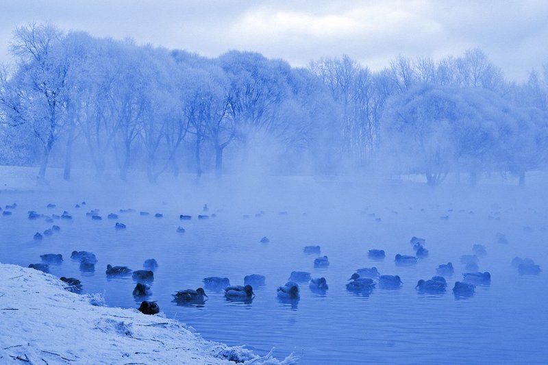 зима, холод, утки Трудные времена фото превью