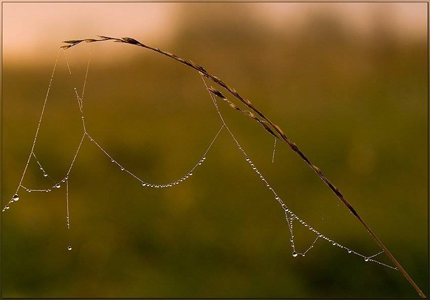август, утро, травинка, роса, Partner (Андрей Алексеев)