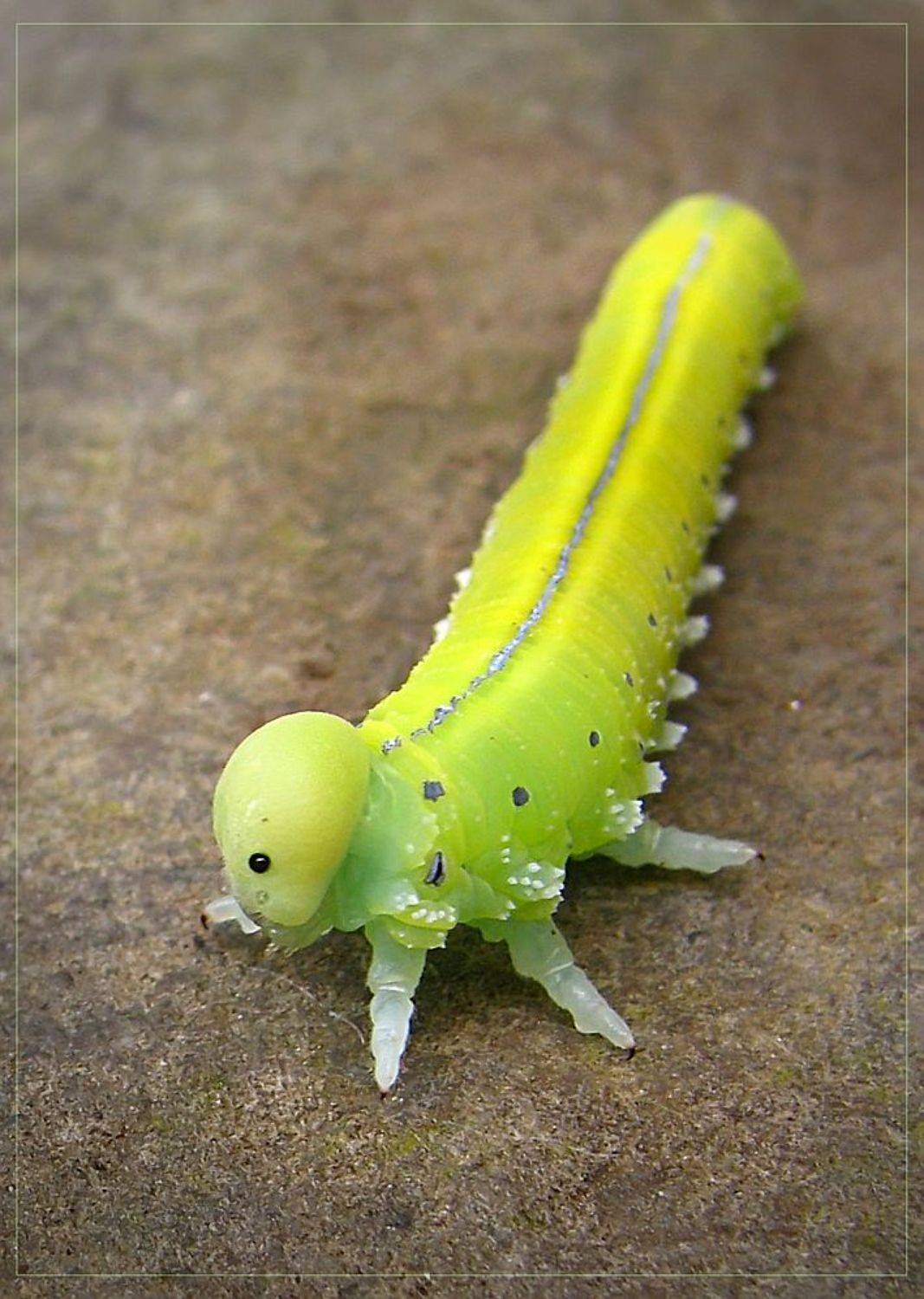 салатовое, гусеница, карпаты, горы, Petlya