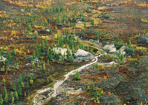 Осень в тундре