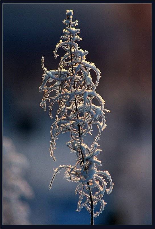 кипрей,иней, Солодухин Виктор