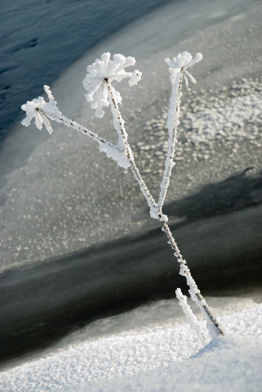 пейзаж, зима,лес Застывший танцор фото превью