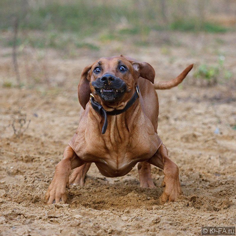 Перегрузки на старте фото превью