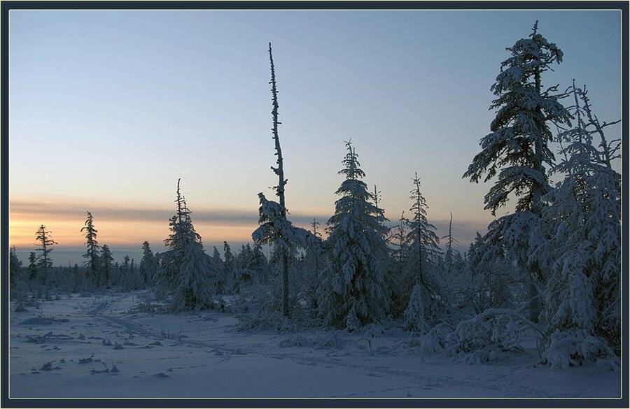 тайга,зима,вечер, Солодухин Виктор