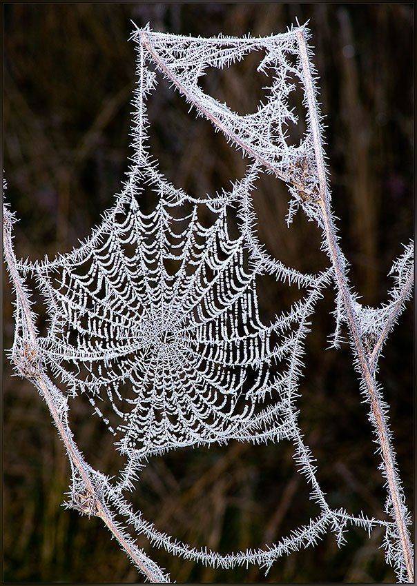 осень, мороз, паутина, иней, Partner (Андрей Алексеев)
