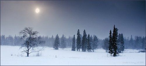 Стражники леса