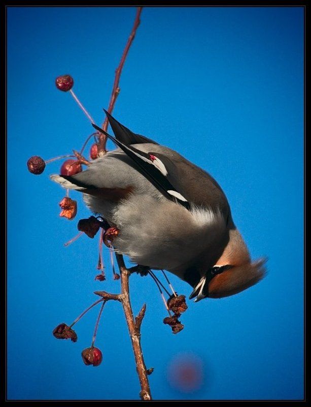 свиристель  фото превью