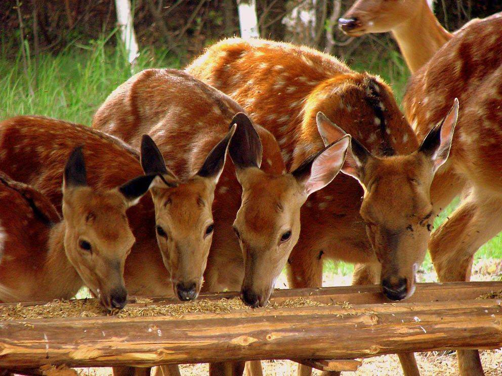 , ИГОРЬ МЕЛЬНИКОВ