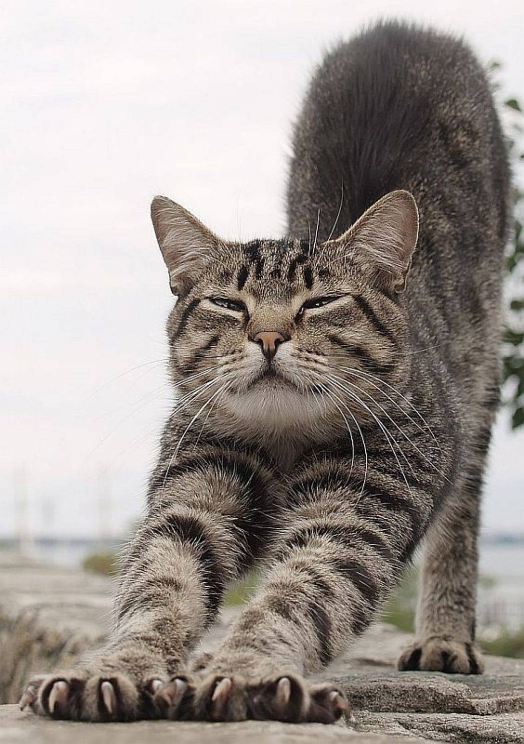 кот, усы, полоски, одесса, порт, Petlya