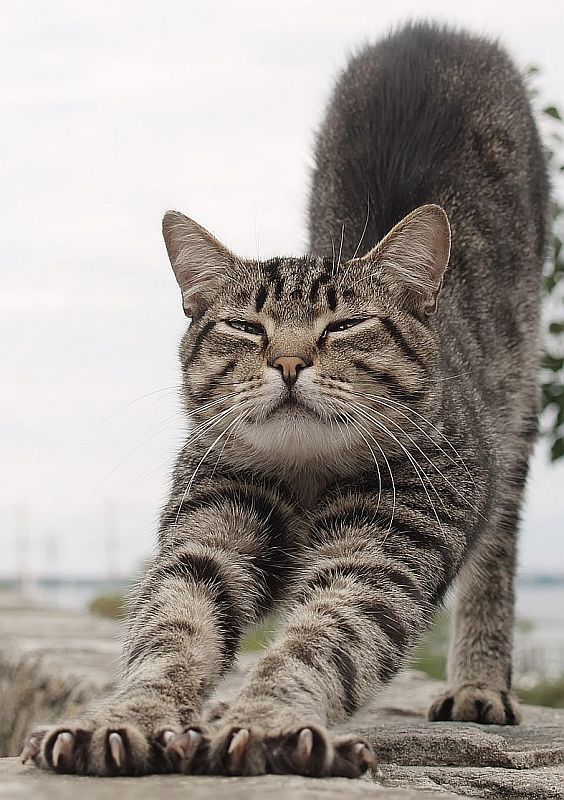 про полоски и усы фото превью