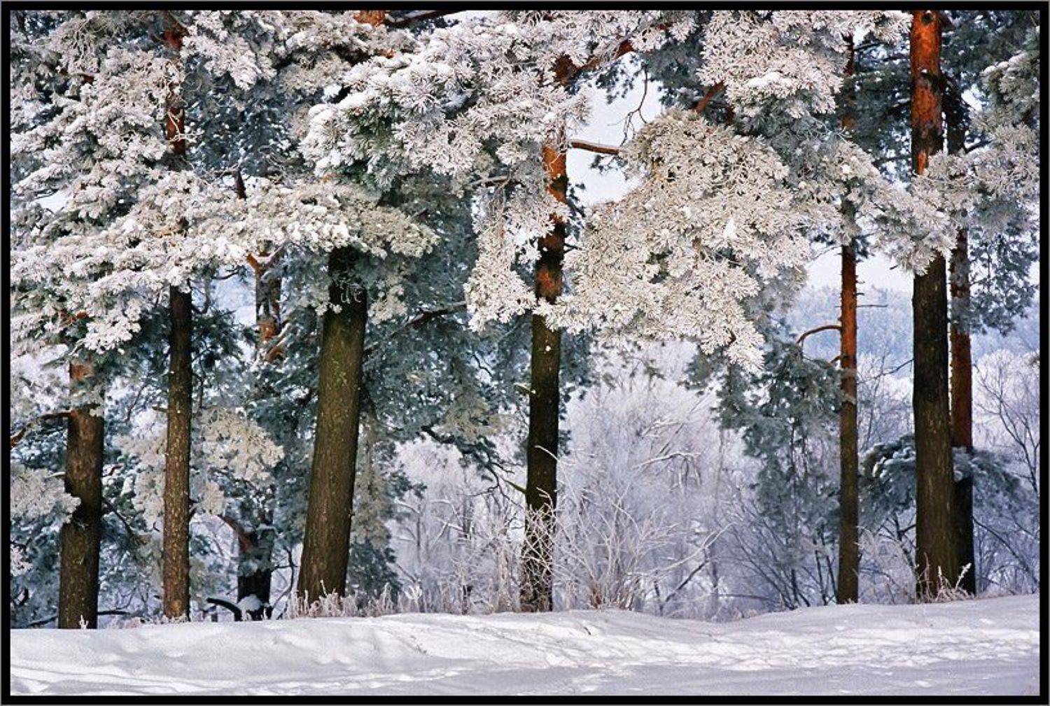 , Лунный Ежик