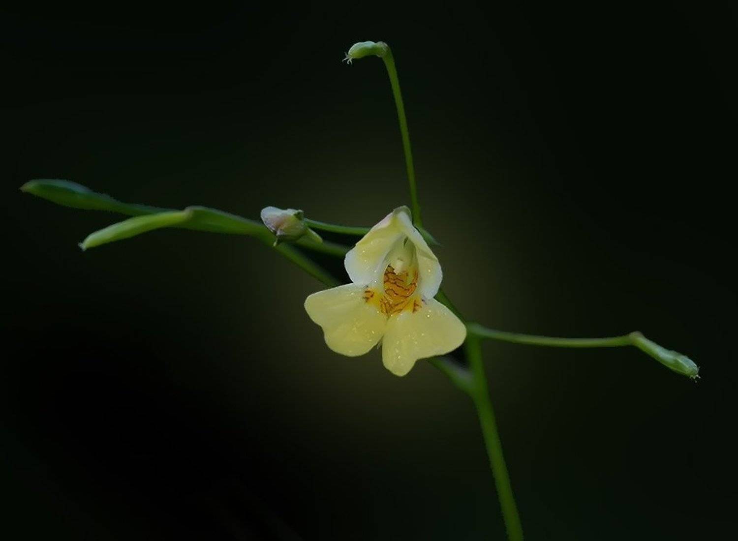 макро, цветок, недотрога, балерина, природа, флора, Михаил Андриеску