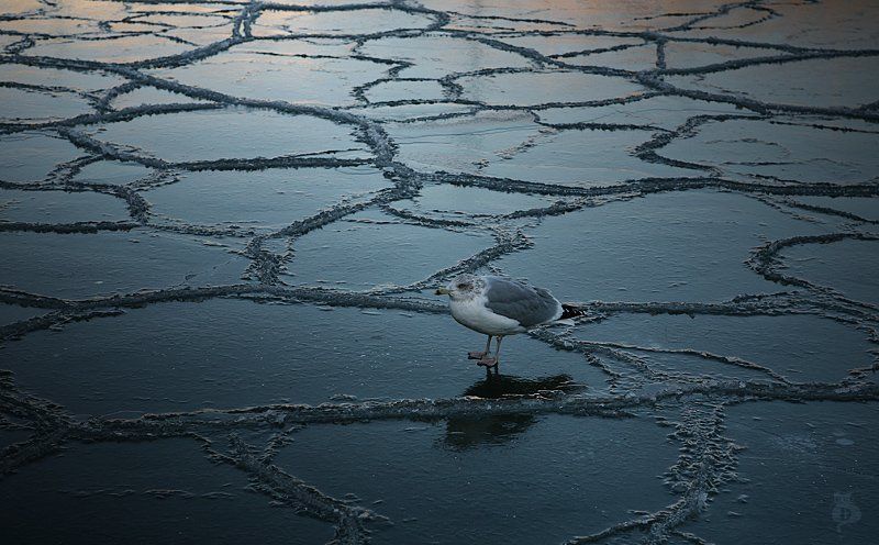 чайка, вода, лед, треснуло, зеркало, мир, один Зеркало треснуло фото превью