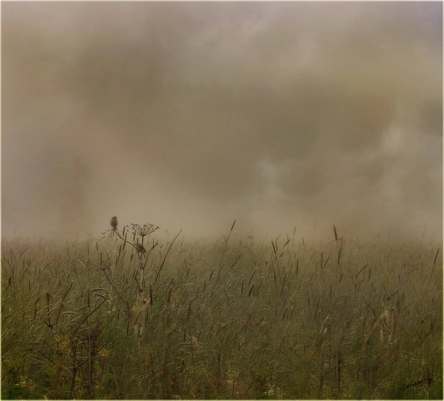 тверская область, утро, туман ,птички, lampadina