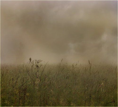 Про свидание двух птичек в тумане 2