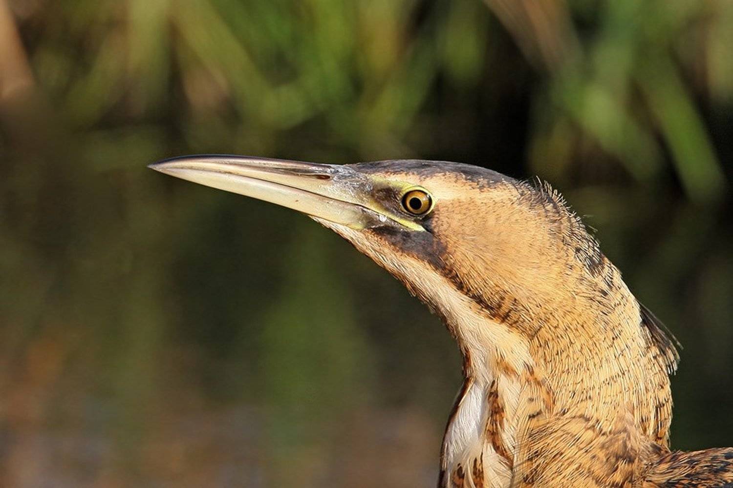 , Владимир Кучеренко