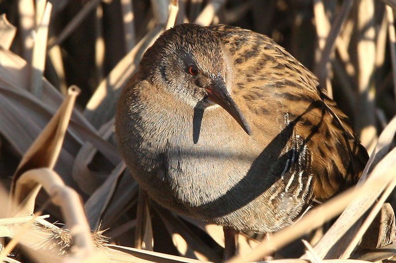 Портрет фото превью