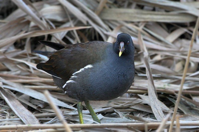 Модель фото превью