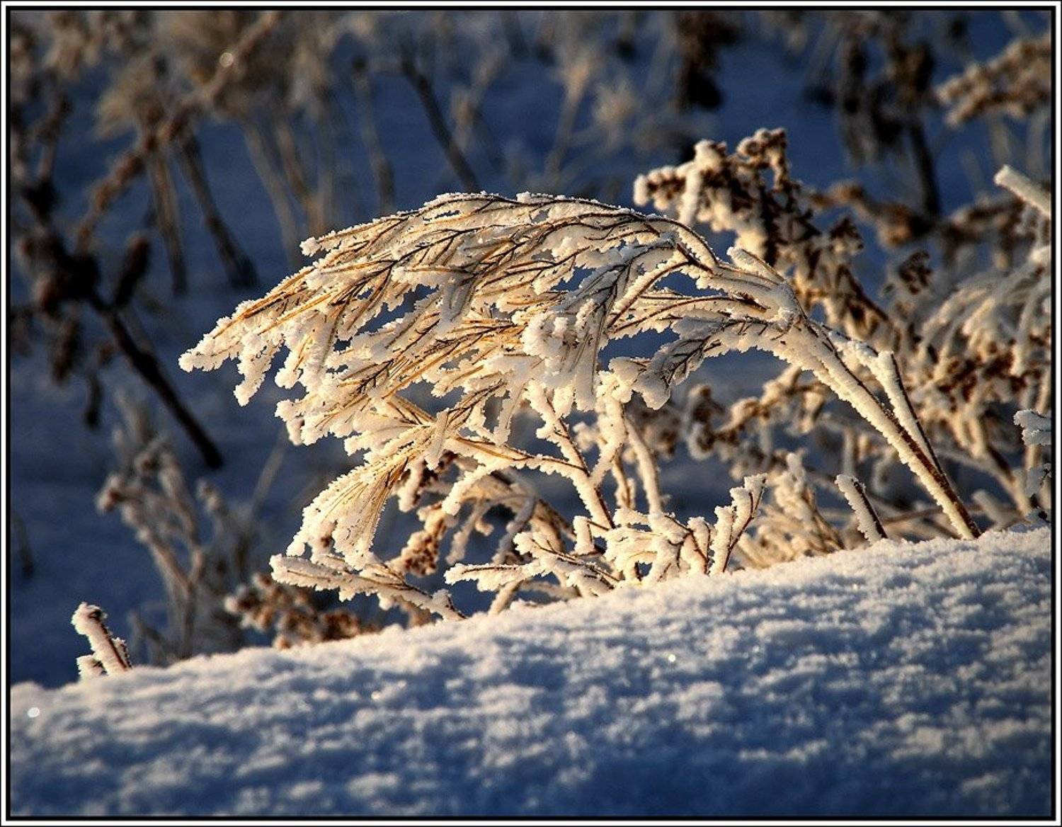 , Неместный