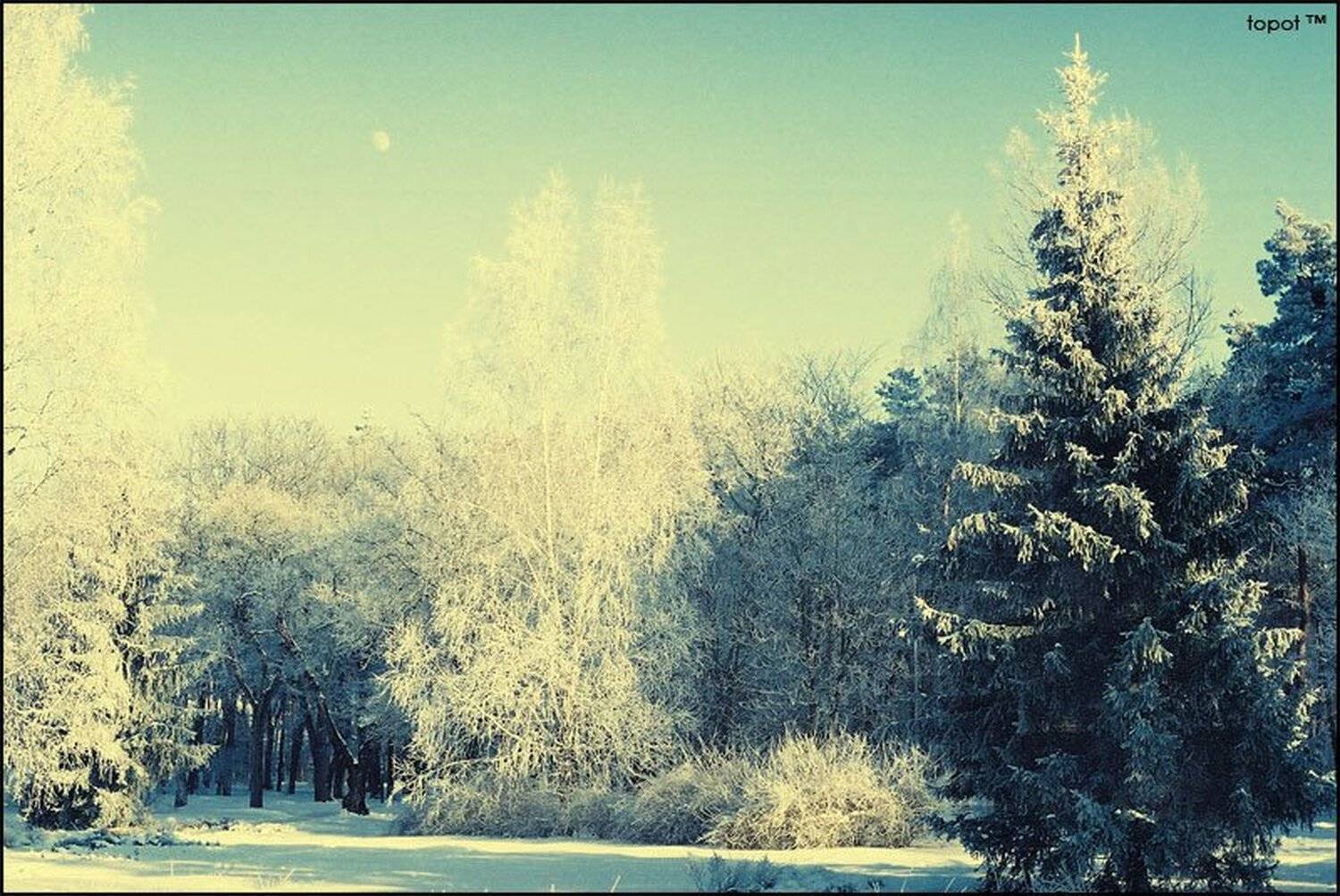 vovk,, Максим Вовк