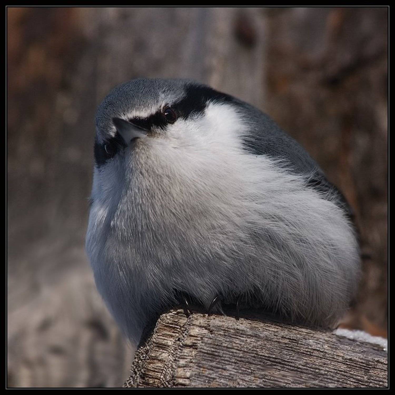 поползень, птица, ушлая, i_GO