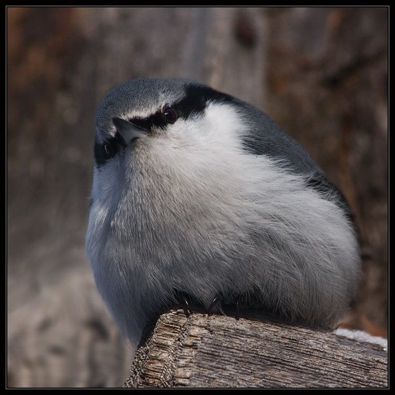 поползень, птица, ушлая Бесстрашная птица Поползень фото превью