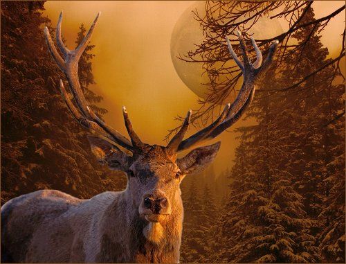 Зимняя сказка