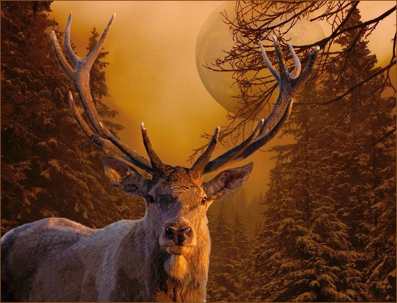 комп-арт, зтиа, лес, луна, ночь, олень, зимняя сказка, lad_i_mir Зимняя сказка фото превью