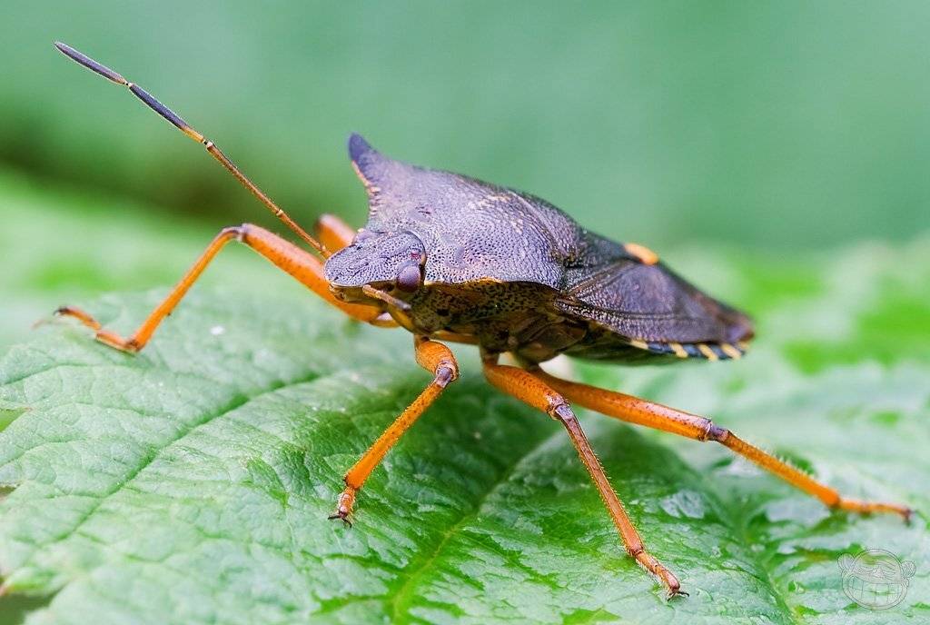 клоп, макро, щитник, Amazon-san