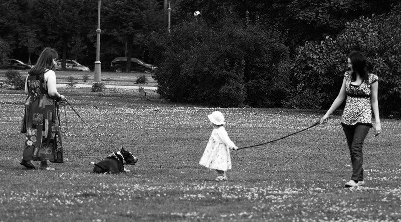 Домашние любимцы фото превью