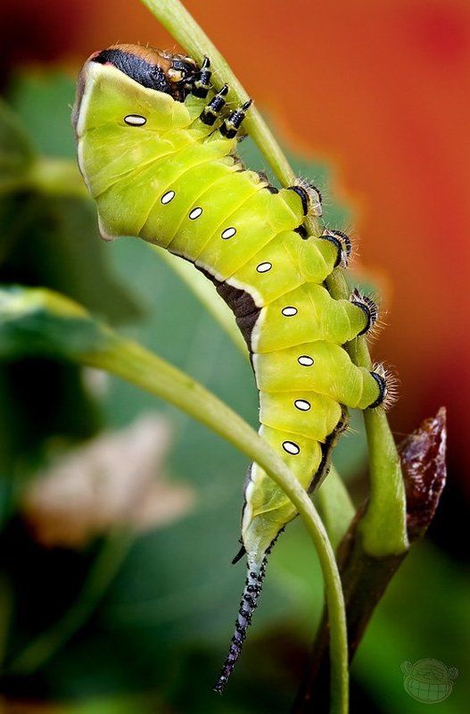 гусеница, макро, гарпия Искривляя пространство фото превью