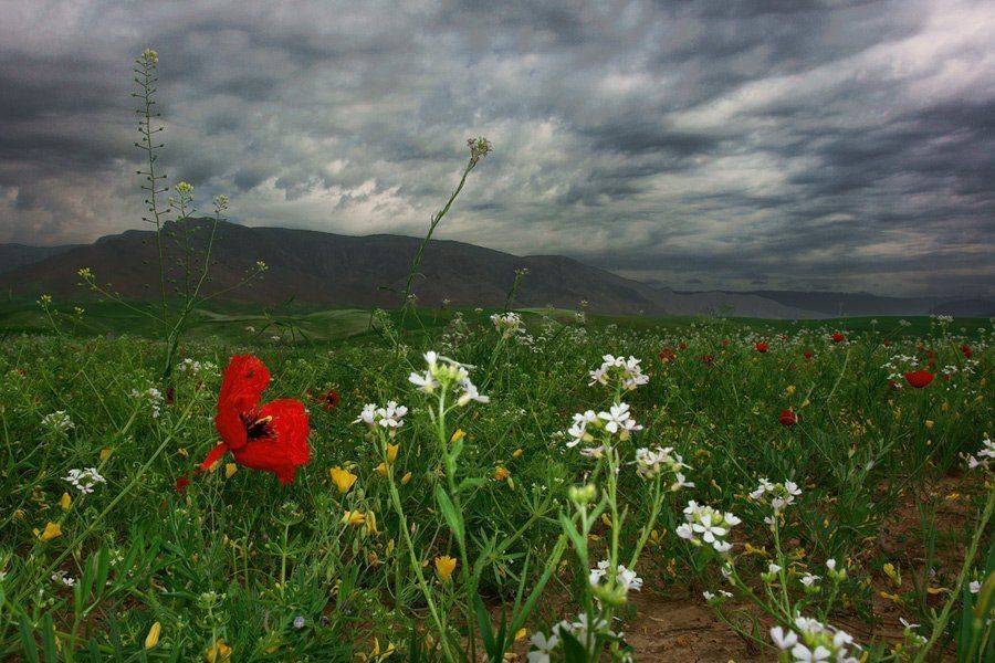 узбекистан, пейзаж, горы, мак., senjor