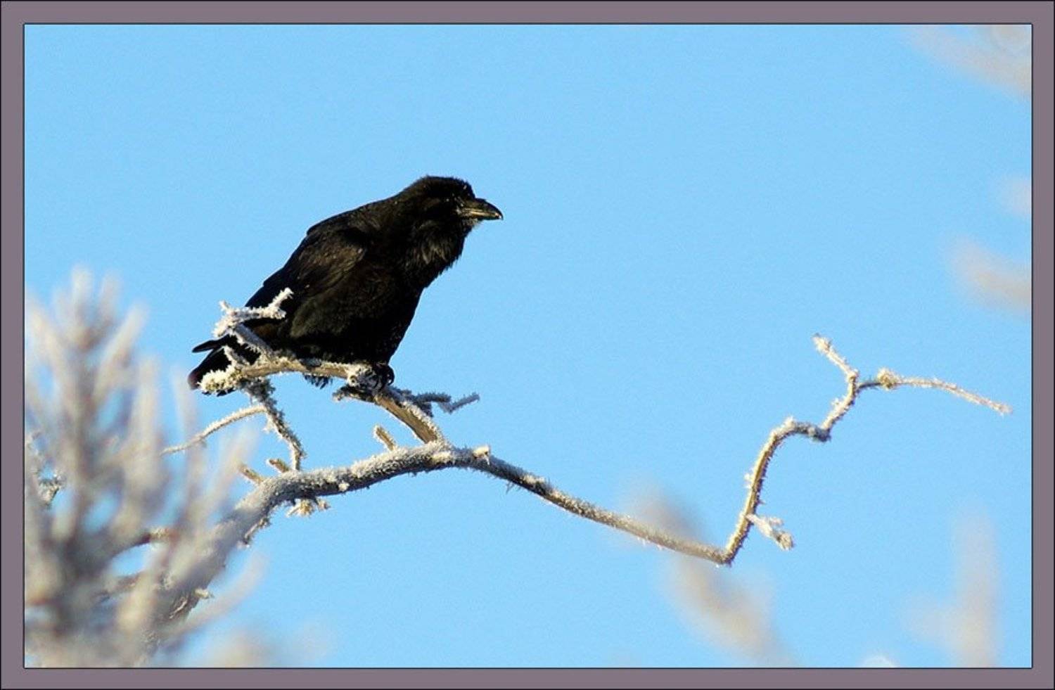 ворон, Солодухин Виктор