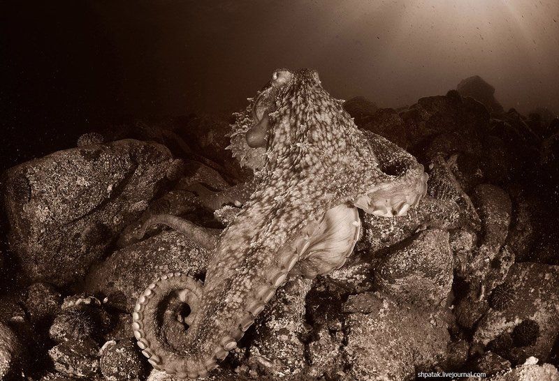 Осьминоги Дофлейна. Ч/Б. фото превью