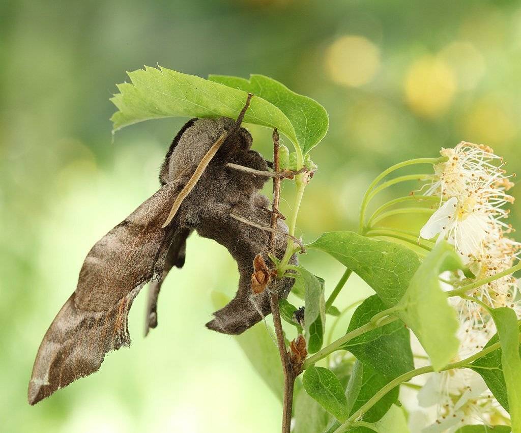 , Сергей Таланов