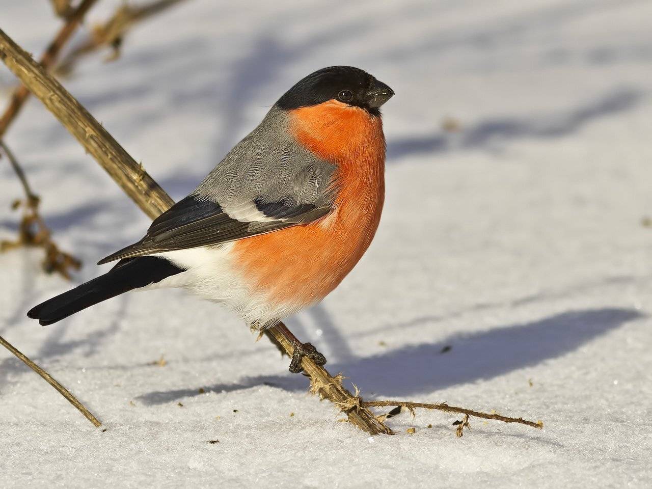 , Ляпустин Юра