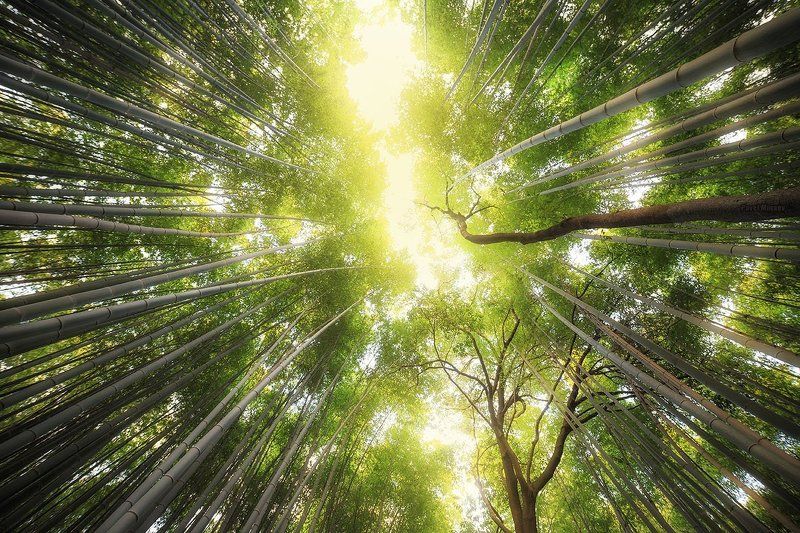 Bamboo фото превью