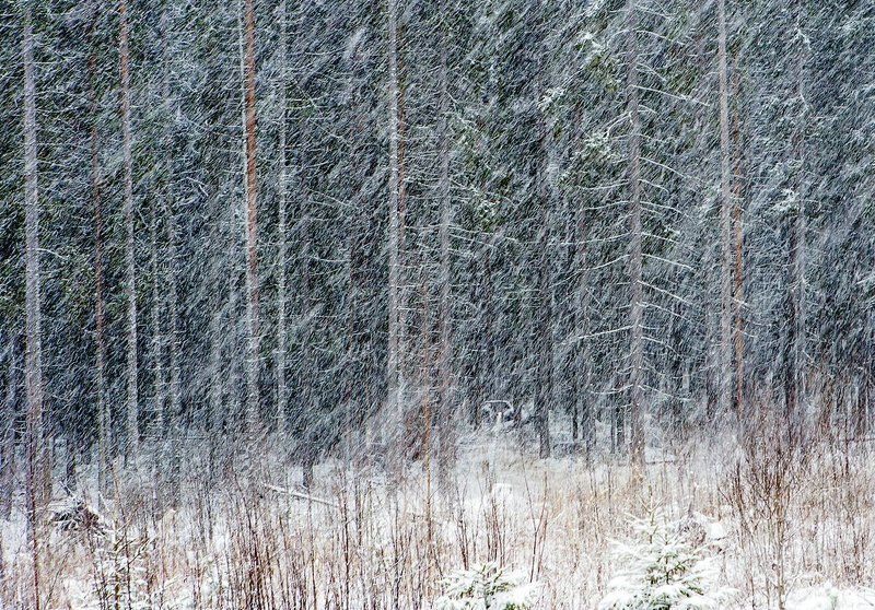 россия, карелия, природа, лес, зима, январь, снег, снегопад, деревья, ствол, линии, геометрия, russia, karelia, nature, forest, winter, january, snow, snow, trees, trunk, lines, geometry Наискосок фото превью