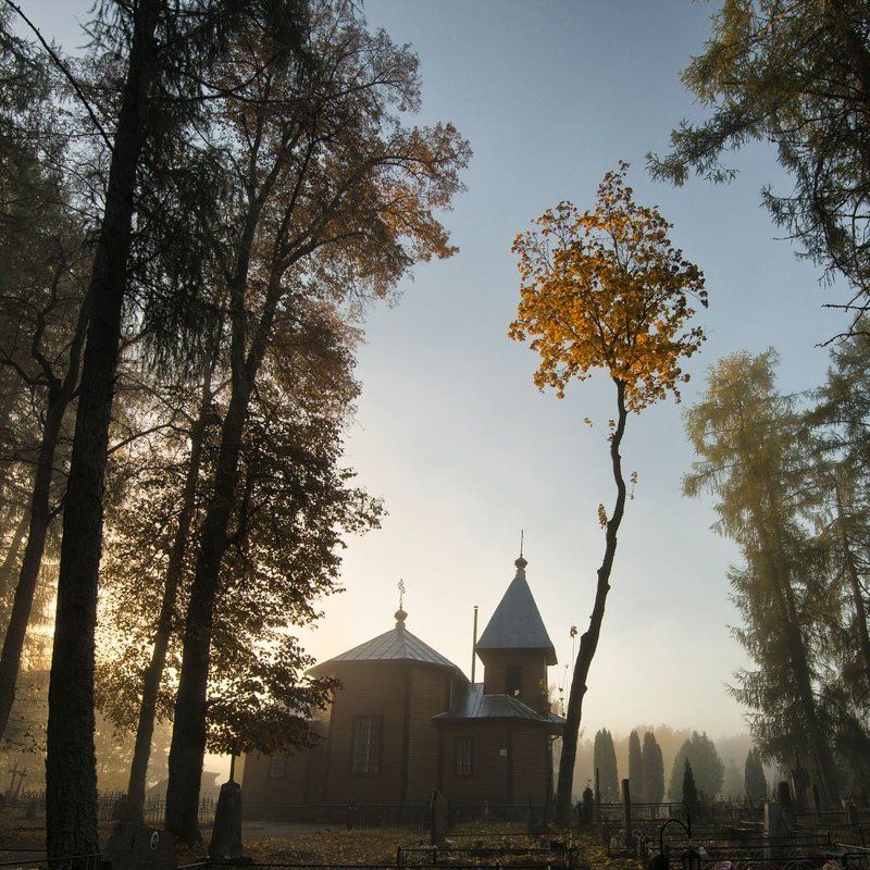 Желтый клен фото превью