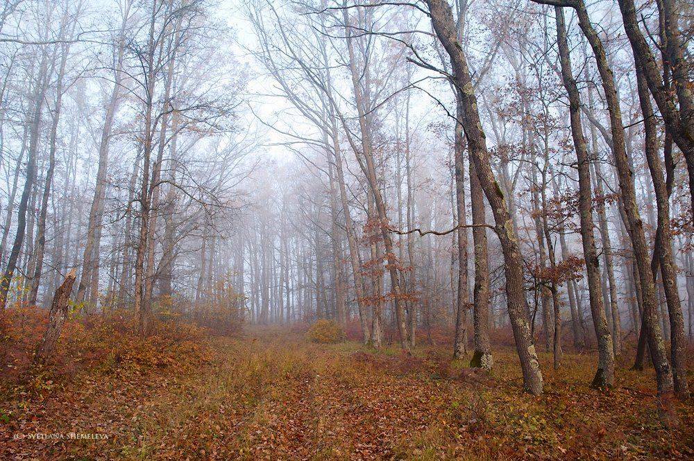 , Светлана Щемелева